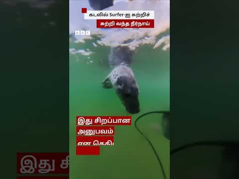 Surfer-ஐ சுற்றிச் சுற்றி வந்த நீர்நாய் | Britain