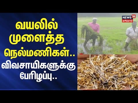 Nagapattinam | Paddy | வயலில் முளைத்த நெல்மணிகள்.. - விவசாயிகளுக்கு பேரிழப்பு.. | News18 Tamil Nadu