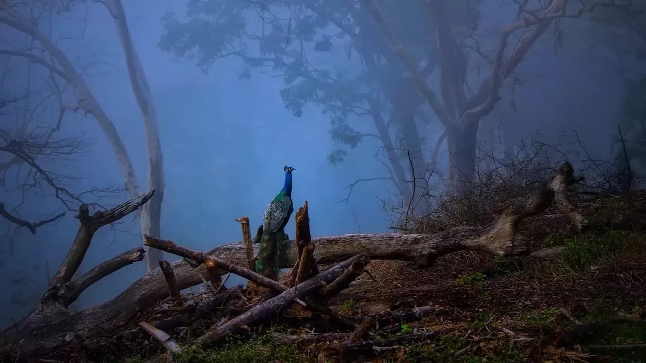 சுற்றுச்சூழல் சுற்றுலா