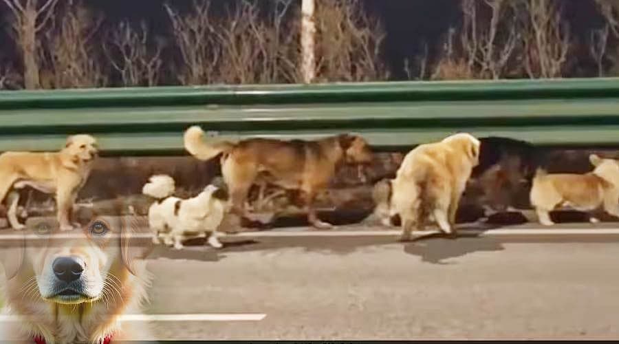 இறைச்சிக்காக கடத்தப்பட்ட 7 நாய்கள்; ஓடும் லாரியிலிருந்து தப்பித்து 17 கிமீ தூரம் பயணம் - viral video