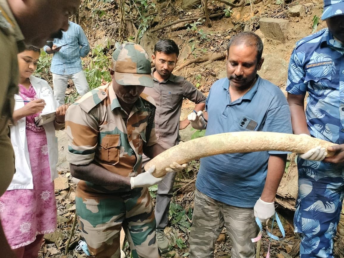 நீலகிரி: பள்ளத்தில் சரிந்த யானை; இரண்டு தந்தங்களை மட்டும் மீட்ட வனத்துறை; என்ன நடந்தது?