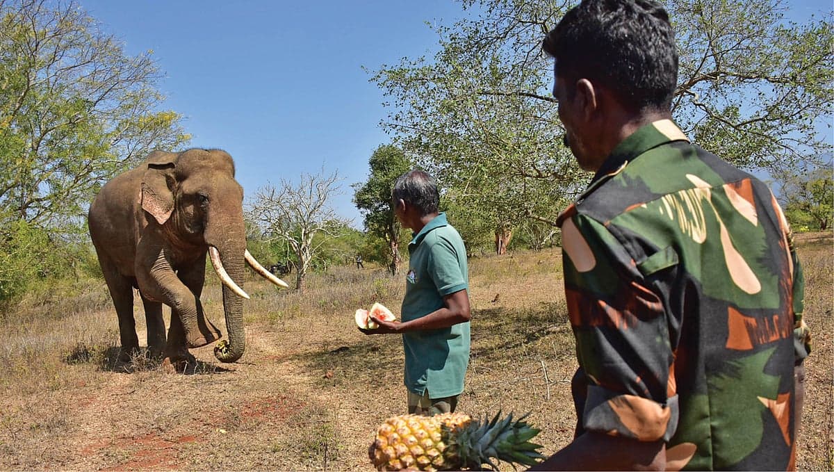 `மசினகுடியின் அடையாளம்‌ மட்டுமல்ல எங்களின் செல்லக் குழந்தை' - ரிவால்டோ யானை மறைவால் கண்ணீரில் மக்கள்
