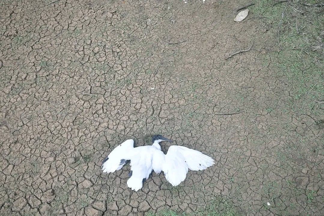 நெல்லை: மணிமுத்தாறு அணையில் இருந்து தண்ணீர் நிறுத்தம்; வலசை பறவைகள் உயிரிழக்கும் அபாயம்!