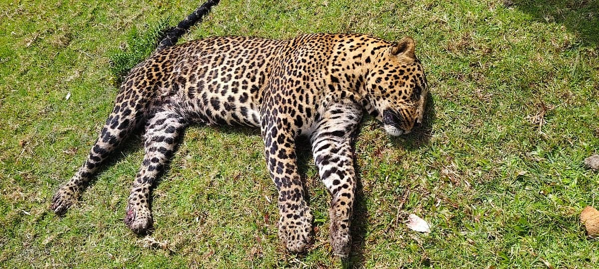 ஊட்டி: அருகருகே மர்மமான முறையில் இறந்து கிடந்த 2 சிறுத்தைகள்; தீவிர விசாரணையில் வனத்துறை