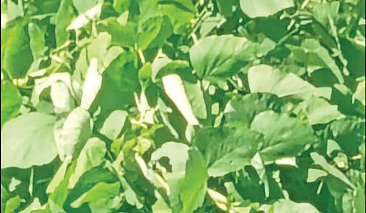 குமரியில் ‘மியூக்கோனா’ செடிகளால் அழியும் மரங்கள்!