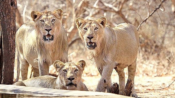 சிங்கம் கூட சாதுதான்; 'இந்த 4' விலங்குகள் கிட்ட மனிதர்கள் மாட்டுனா அவ்வளவுதான்!