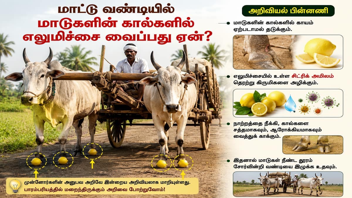 வாகனச் சக்கரத்தின் கீழ் எலுமிச்சை வைப்பது ஏன்? ஆன்மீக நம்பிக்கைக்கு பின்னால் உள்ள உண்மையான அறிவியல்!
