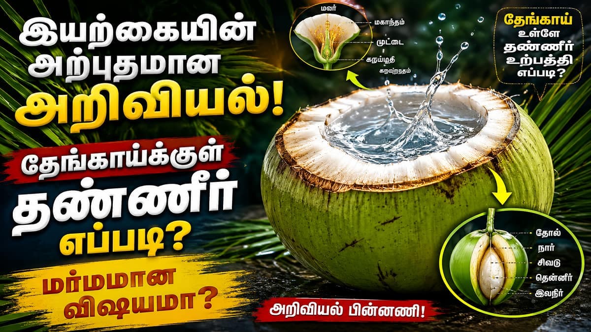 தேங்காய்க்குள் தண்ணீர் எப்படி வருகிறது? மர்மம் அல்ல... இயற்கையின் அற்புதமான அறிவியல்!