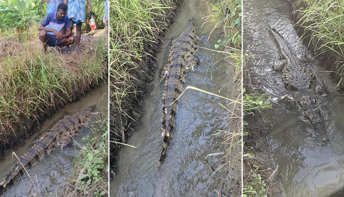 திருச்சி அருகே வாழைத் தோப்பில் பிடிபட்ட 7 அடி நீள முதலை