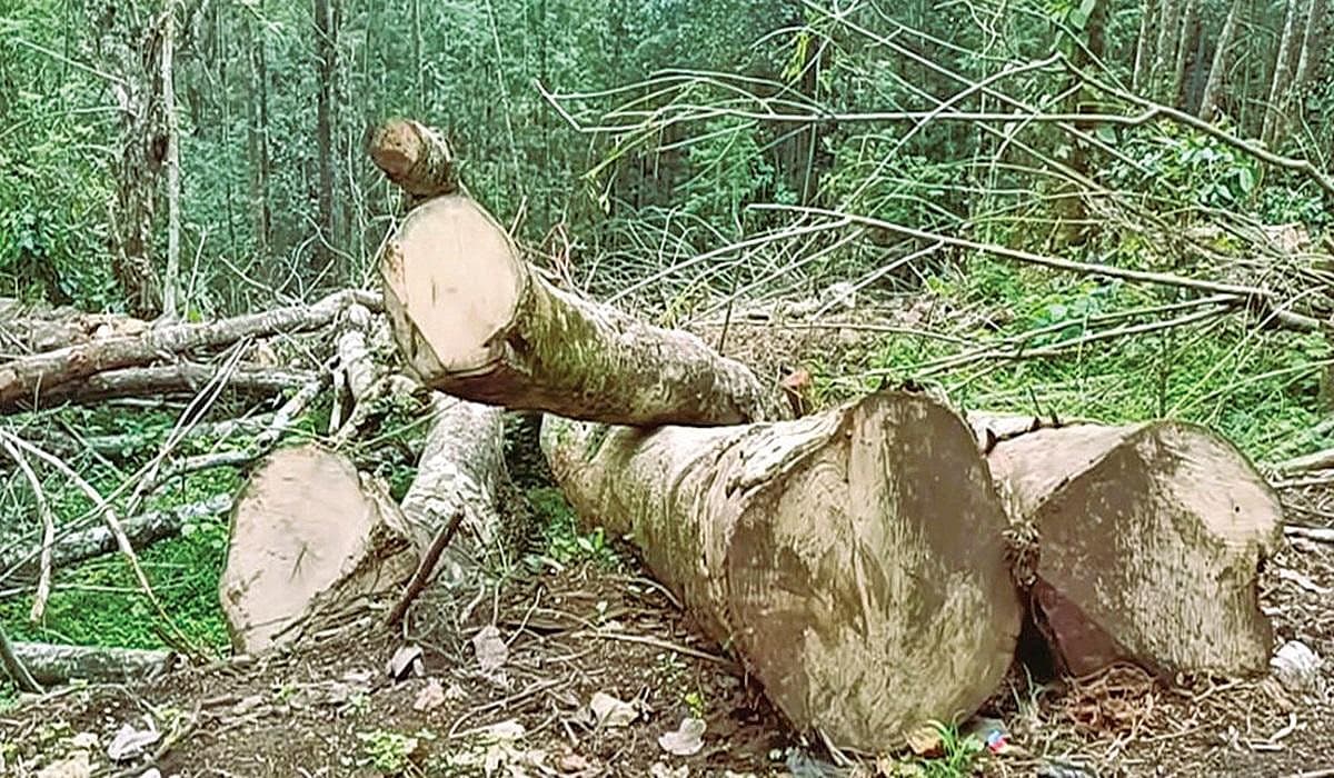 கொடைக்கானலில் அனுமதியின்றி வெட்டப்படும் மரங்கள் - வனத்துக்கும் தண்ணீருக்கும் ஆபத்து