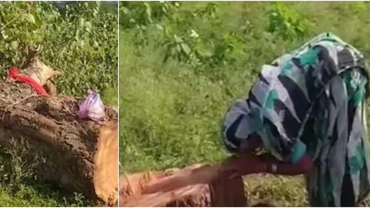 20 ஆண்டாக வளர்த்த மரத்தை வெட்டியதால் மூதாட்டி கதறல்