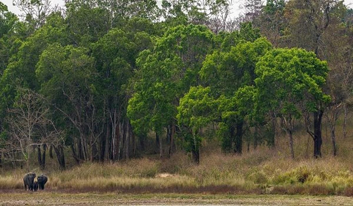 சத்தியமங்கலம் புலிகள் சரணாலயத்தில் 47 சட்டவிரோத ரிசார்ட்டுகளை மூட உத்தரவு