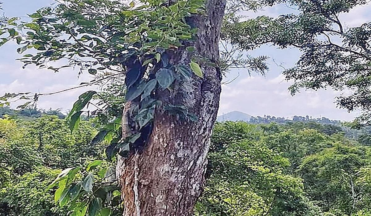 நீலகிரி ஈட்டி மரங்கள் பாதுகாக்கப்படுமா?