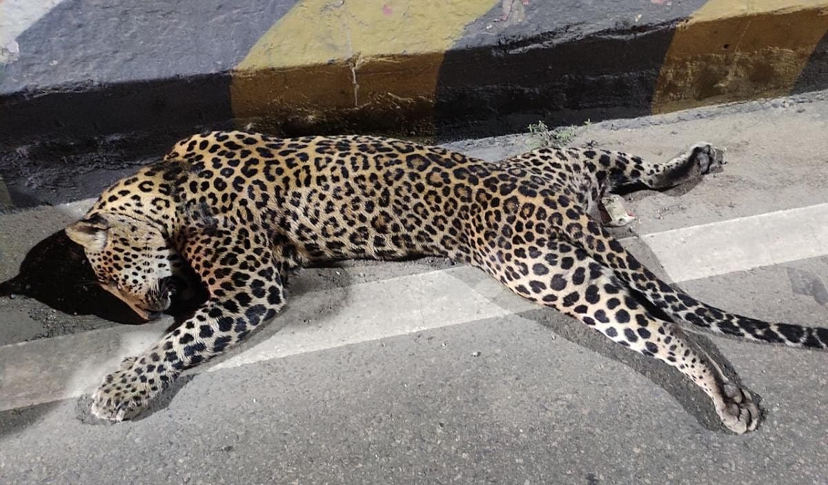 விக்கிரவாண்டி தேசிய நெடுஞ்சாலையில் மர்மமாக இறந்து கிடந்த சிறுத்தை - வனத்துறை விசாரணை